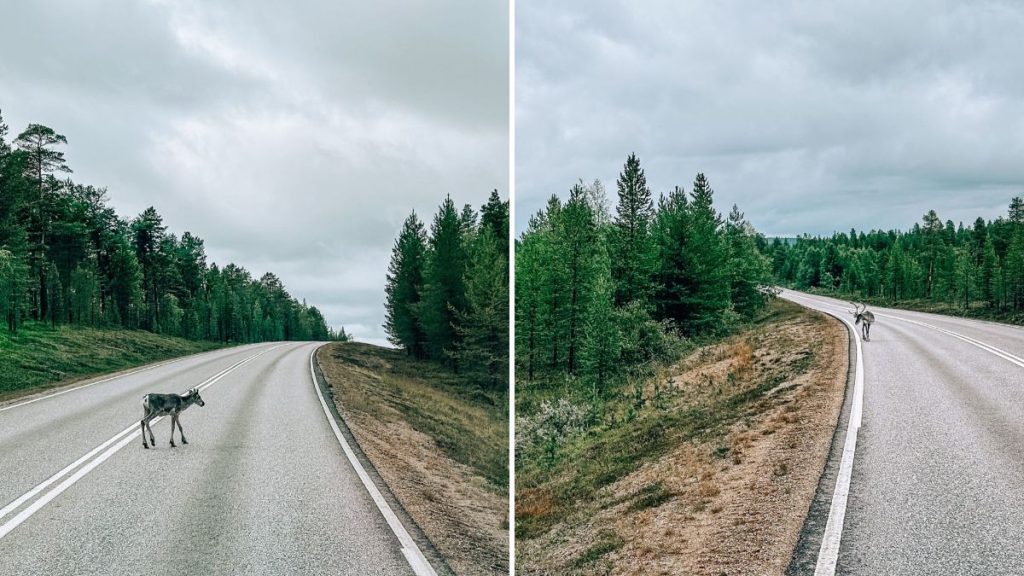 Renne attraversano la strada in Lapponia