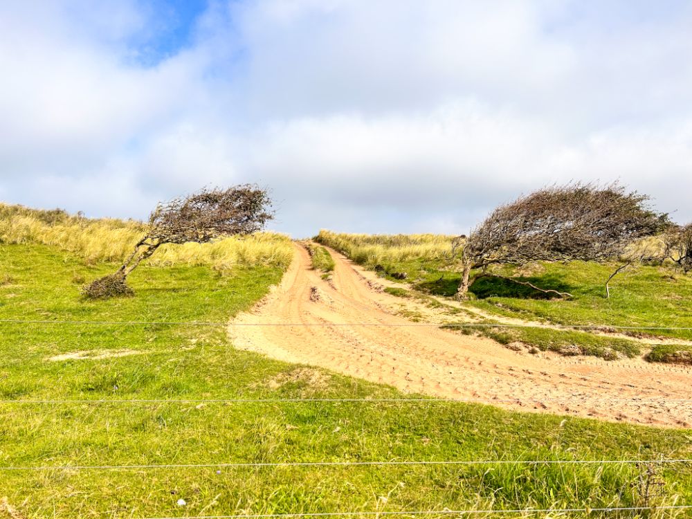 Alberi costantemente sferzati dal vento assumono forme particolari.