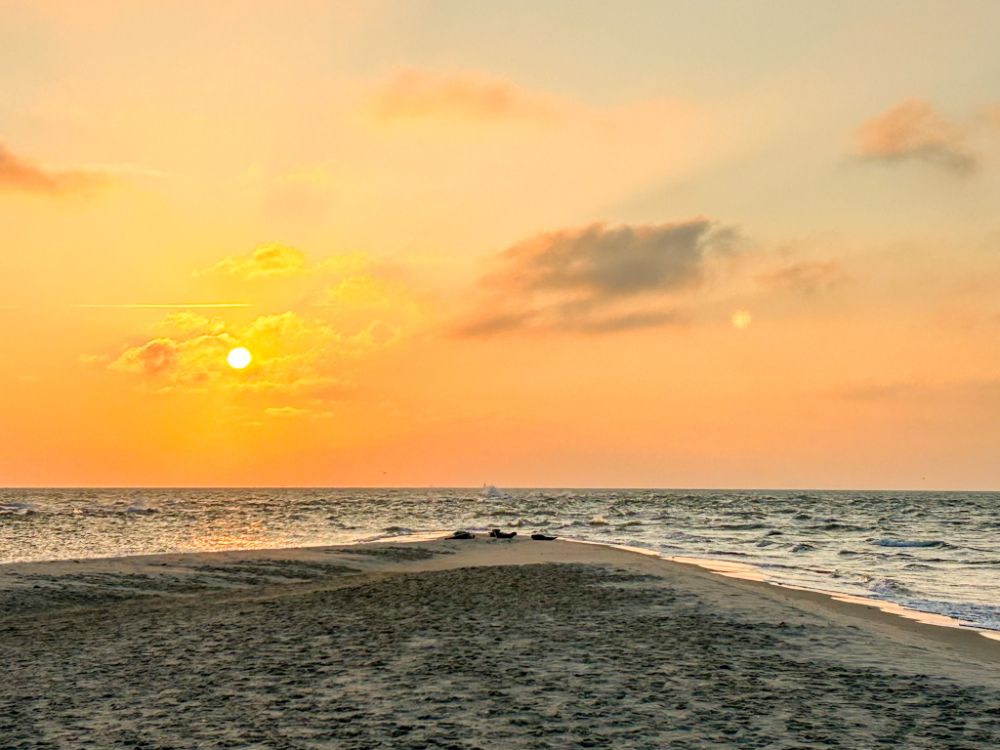 L'alba è il momento migliore per poter osservare le foche in spiaggia.