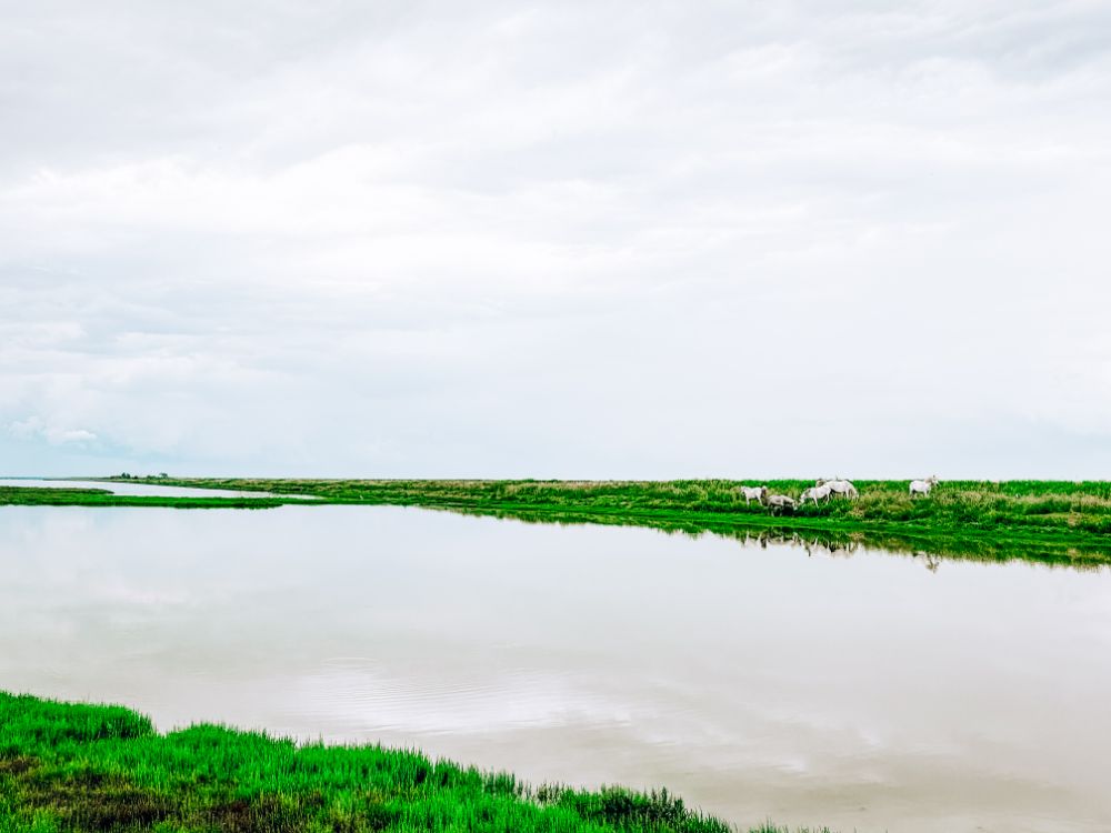 Cavalli Camargue in lontananza nella penisola di Boscoforte.