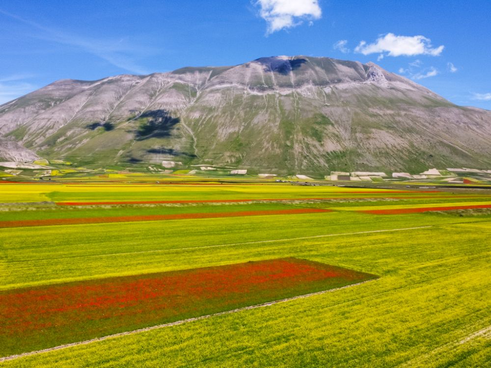 Campi fioriti nella piana di Castelluccio.